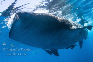 Whaleshark Encounter, Isla Contoy Mexico by Alejandro Topete 